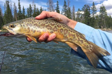 how to catch tiger trout.